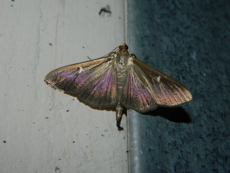 Cydalima perspectalis...abbronzata.